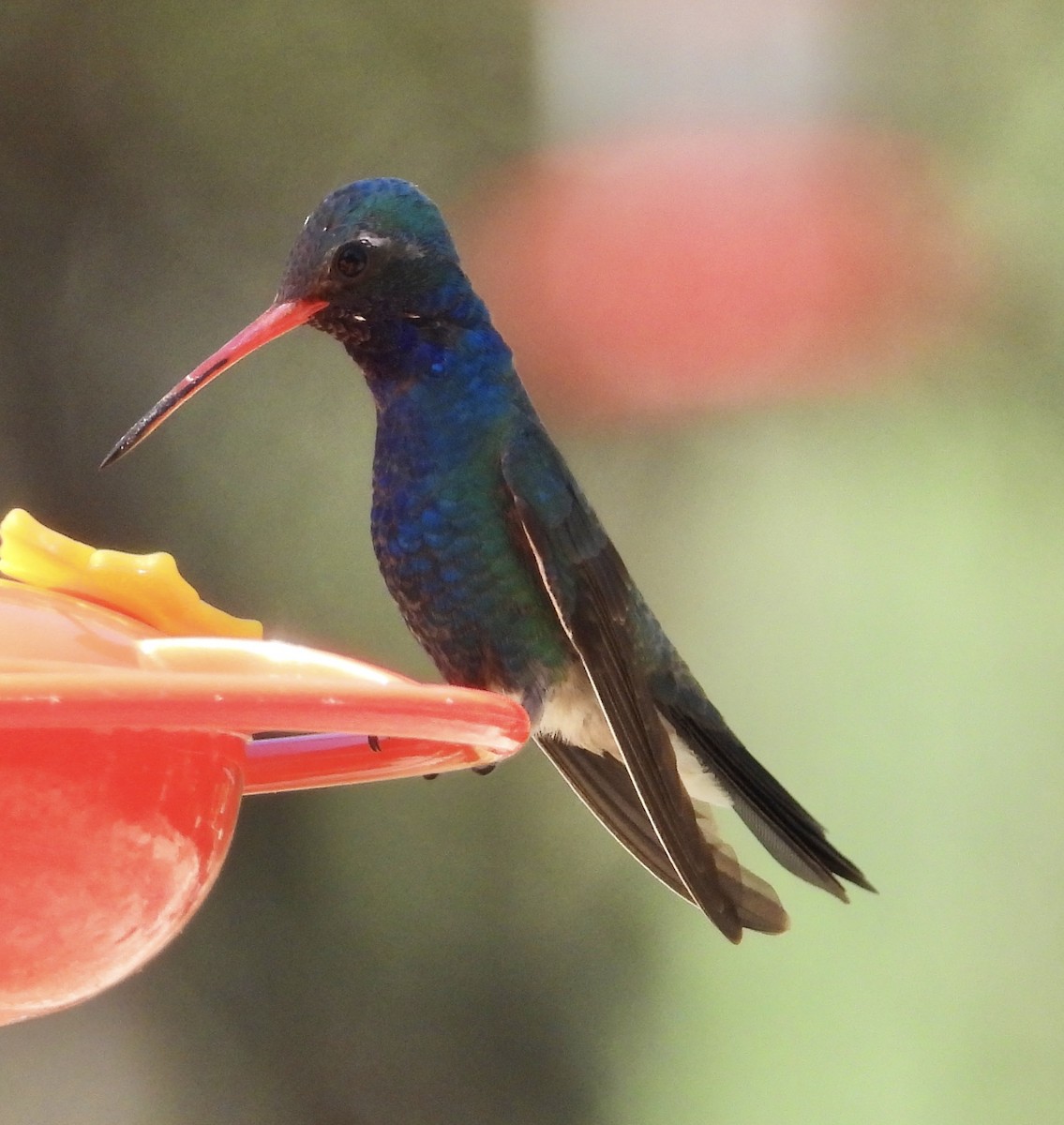 Broad-billed Hummingbird - Roee Astor