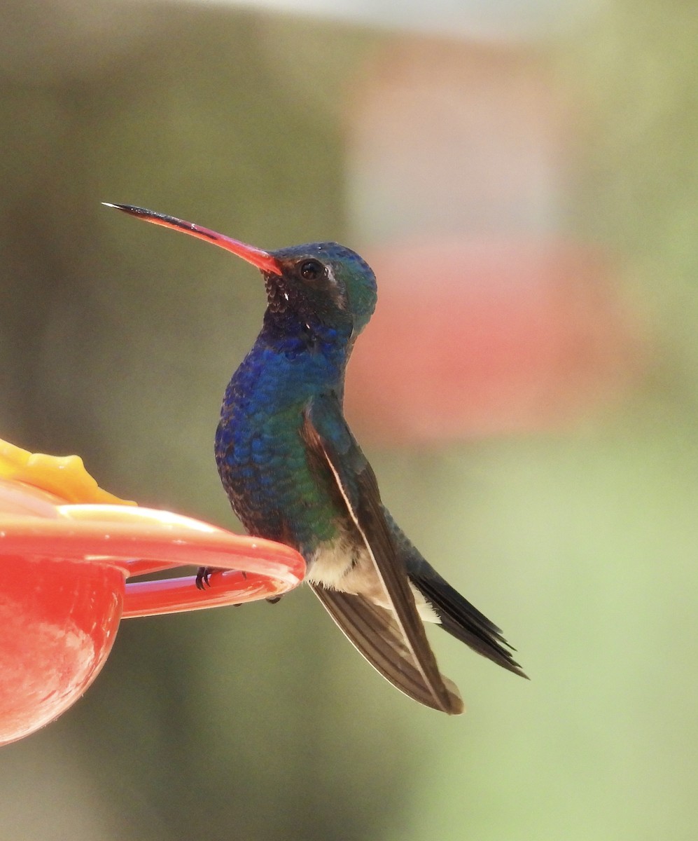 Broad-billed Hummingbird - Roee Astor