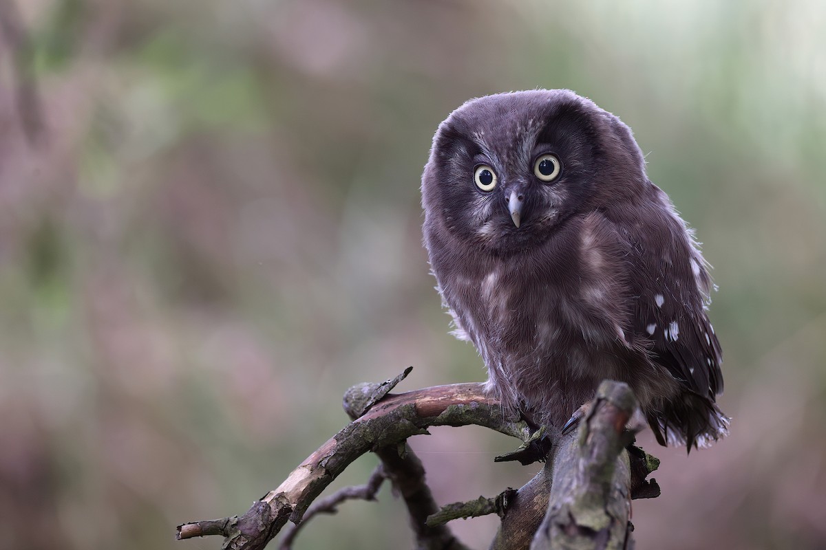 Boreal Owl - Radoslaw Gwozdz