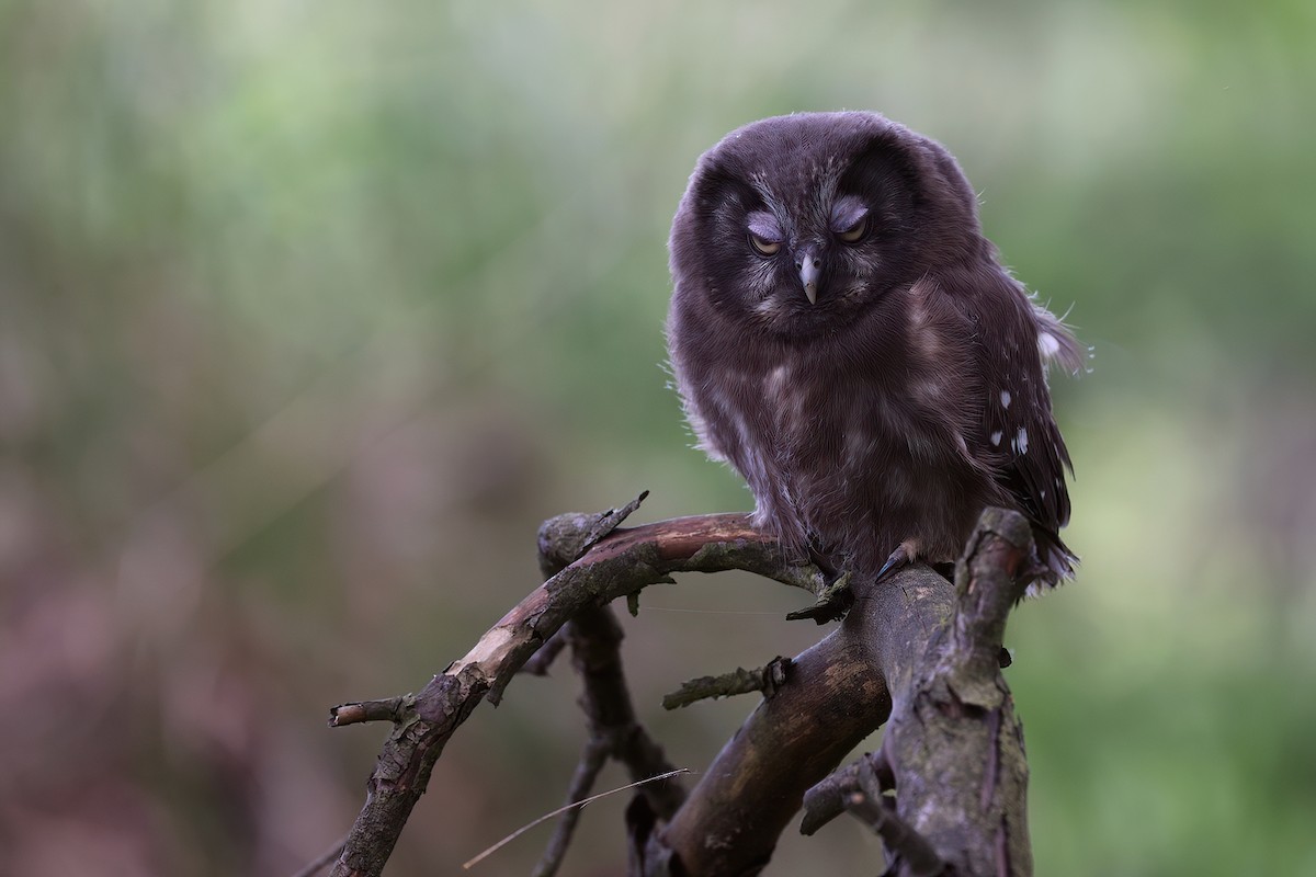 Boreal Owl - Radoslaw Gwozdz