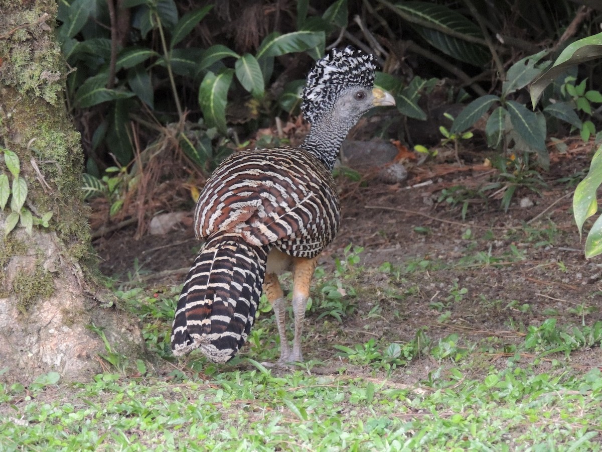 Great Curassow - Roger Lambert