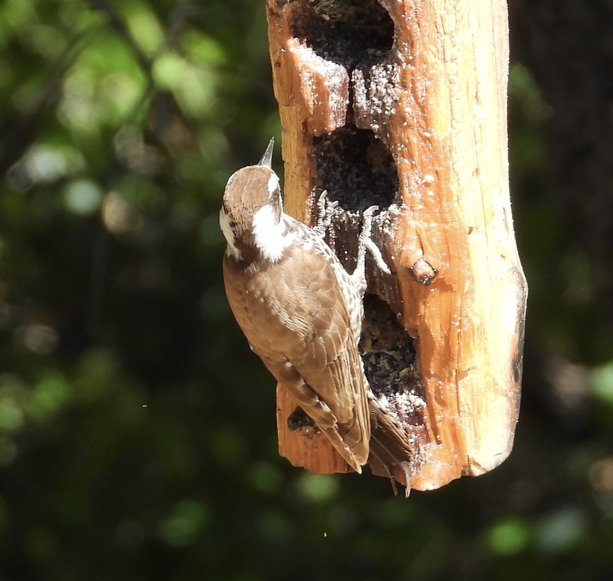 Arizona Woodpecker - Roee Astor