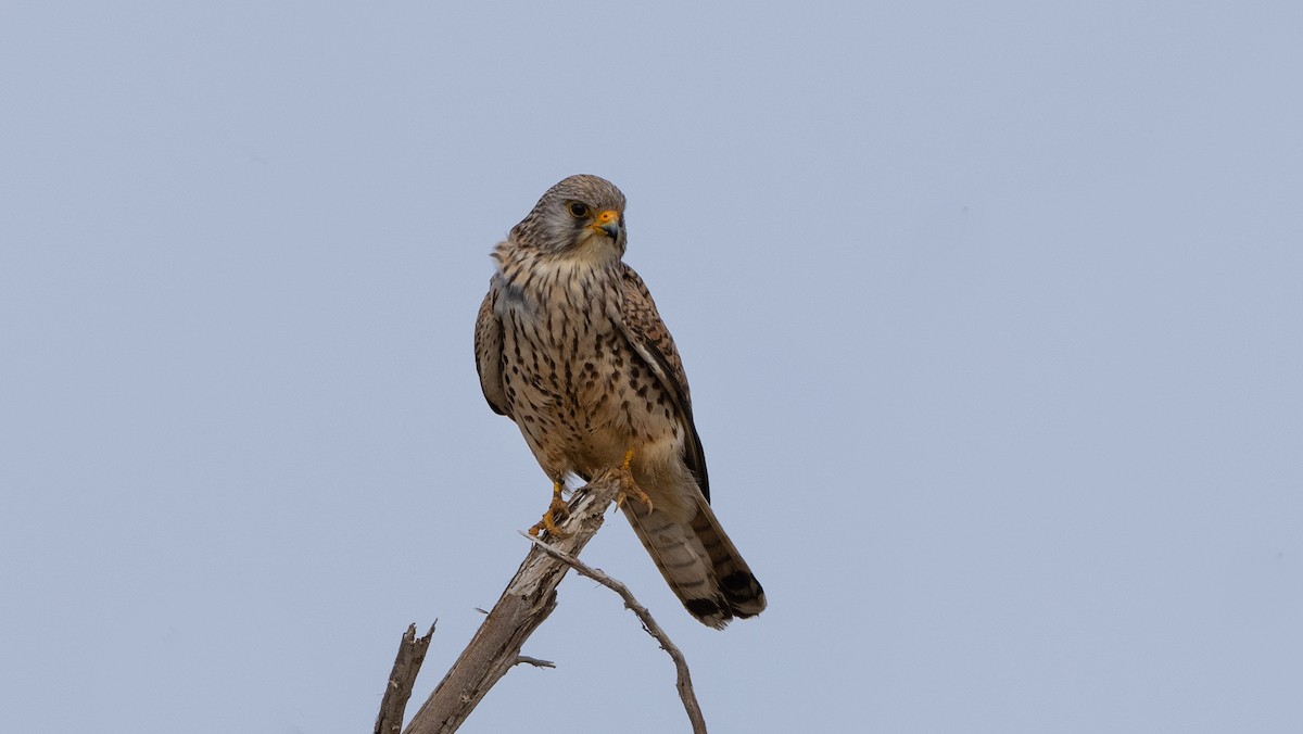 Lesser Kestrel - Nasir Almehrzi