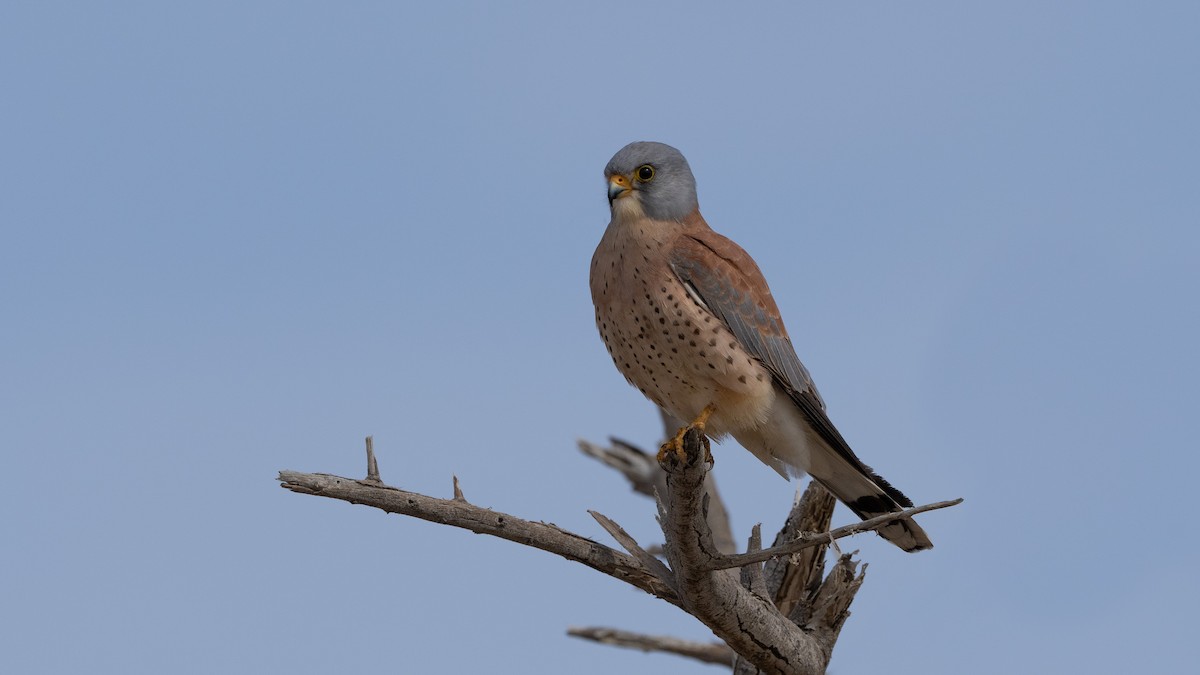 Lesser Kestrel - Nasir Almehrzi