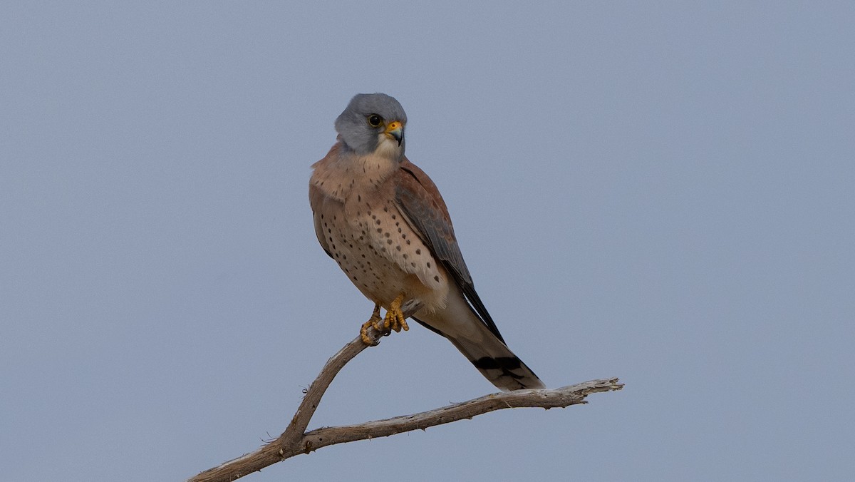 Lesser Kestrel - Nasir Almehrzi