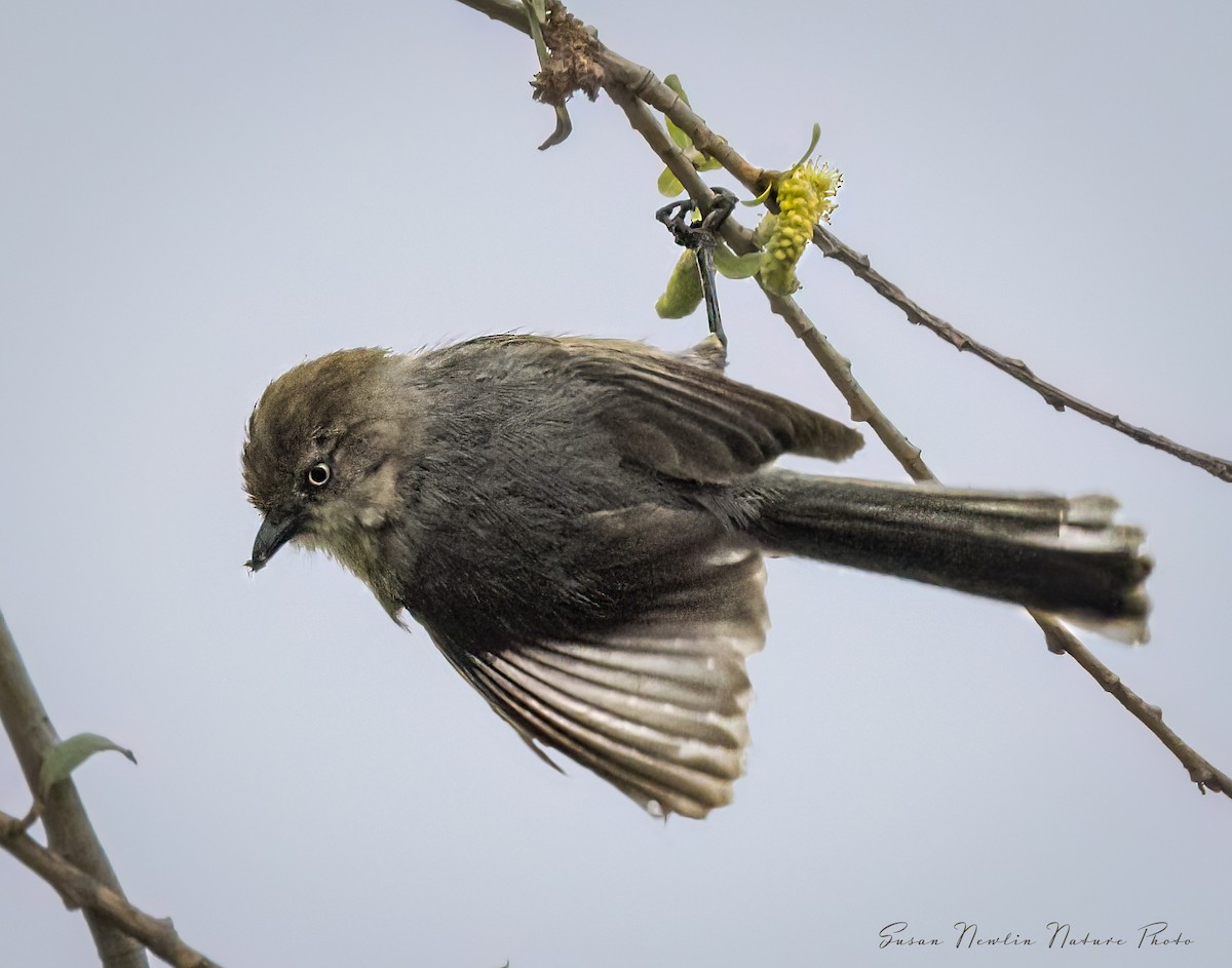 Bushtit - Susan Newlin