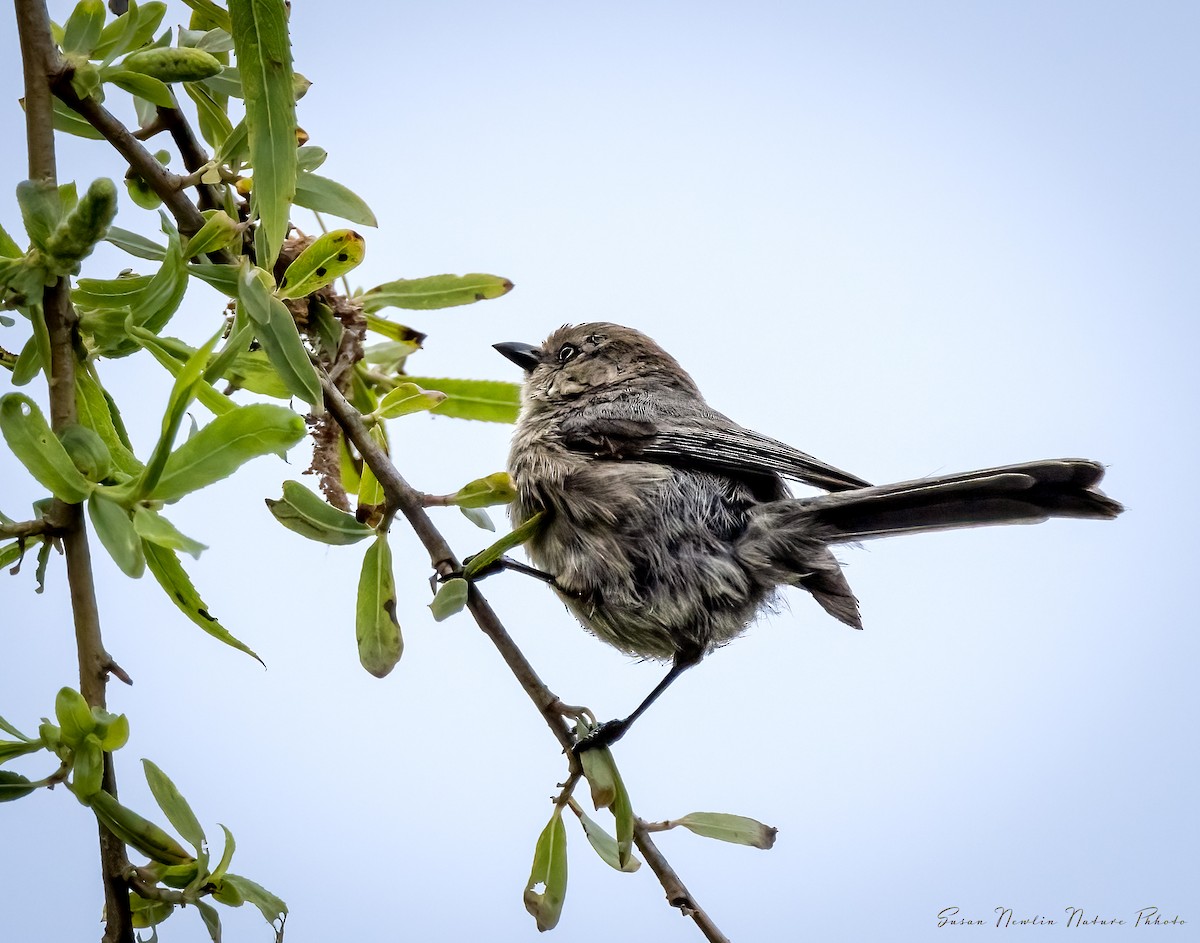 Bushtit - Susan Newlin