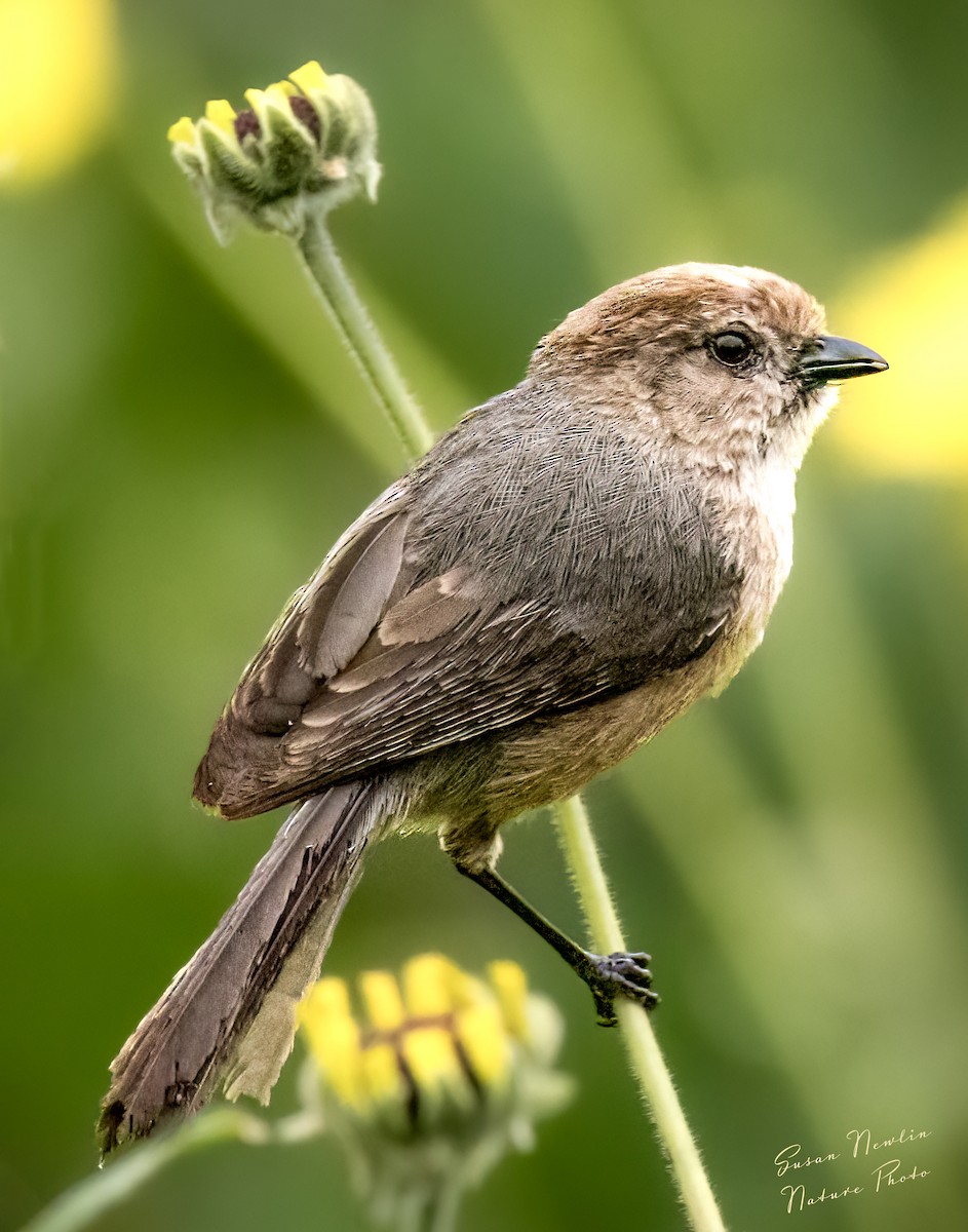 Bushtit - Susan Newlin