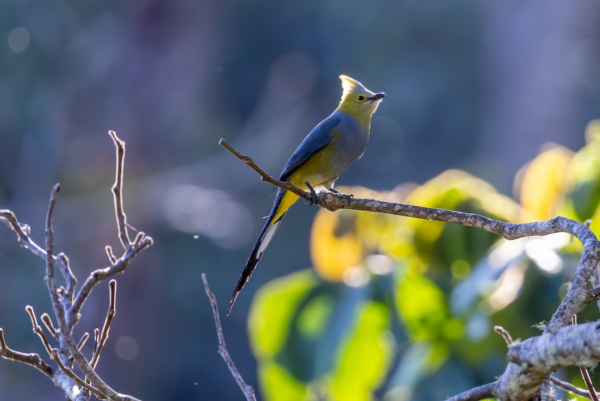 Long-tailed Silky-flycatcher - Mason Flint