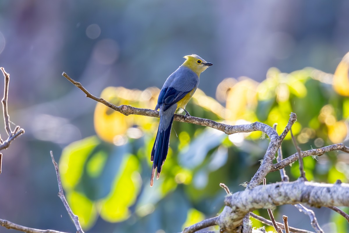 Long-tailed Silky-flycatcher - ML619583278