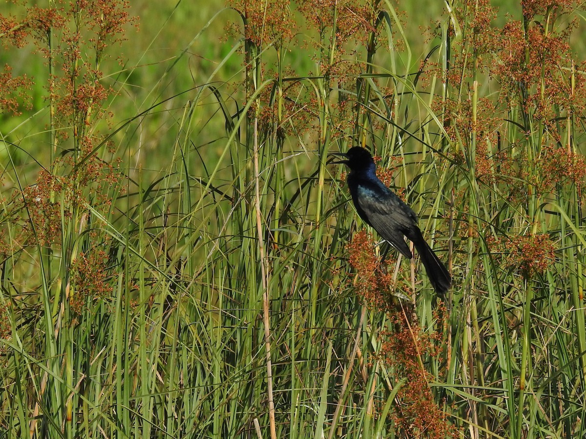 Boat-tailed Grackle - Michael Weisensee