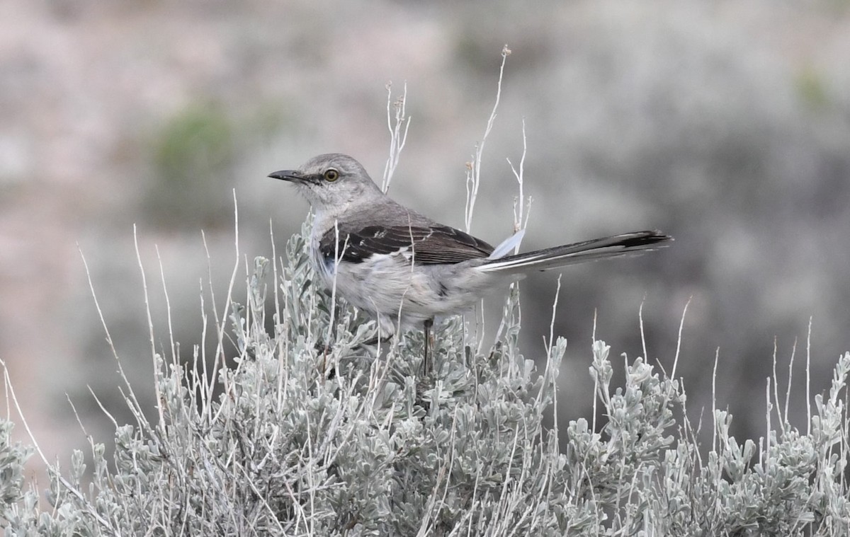 Northern Mockingbird - Brent Farnsworth