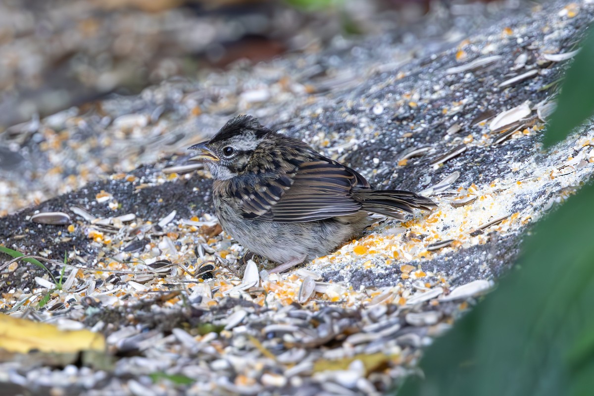 Rufous-collared Sparrow - Mason Flint