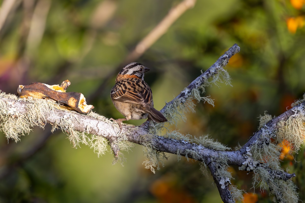 Rufous-collared Sparrow - Mason Flint