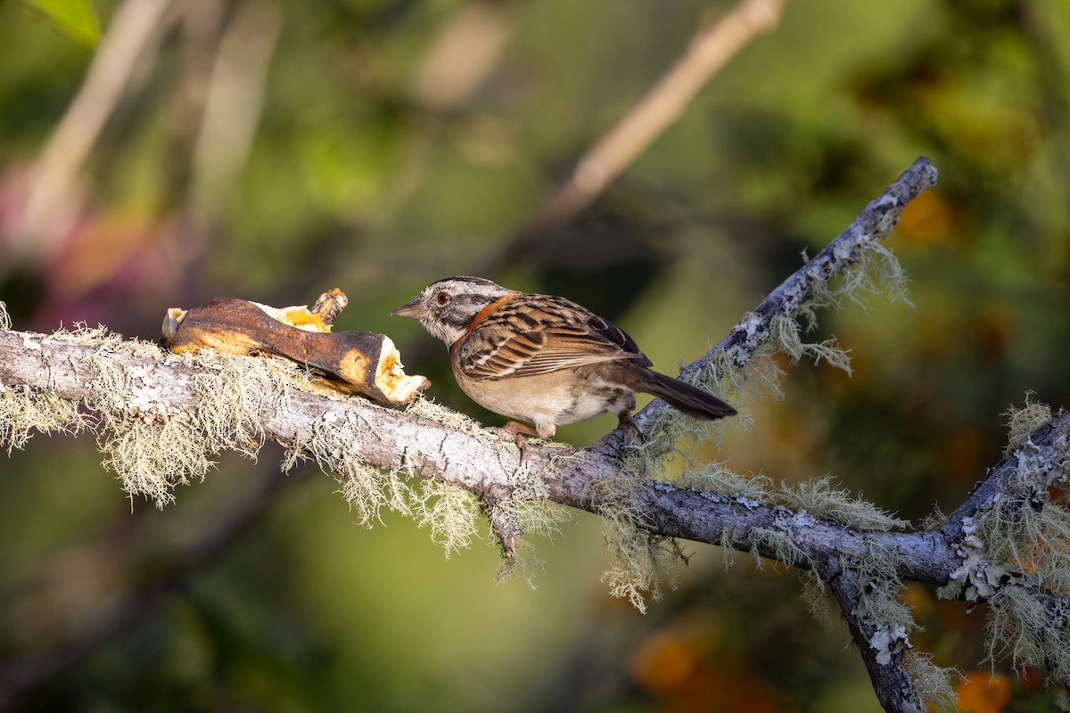 Rufous-collared Sparrow - Mason Flint