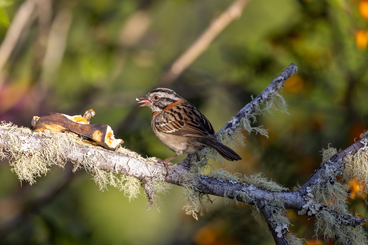 Rufous-collared Sparrow - Mason Flint