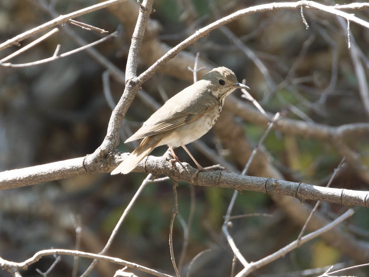 Hermit Thrush - Eric Sibbald