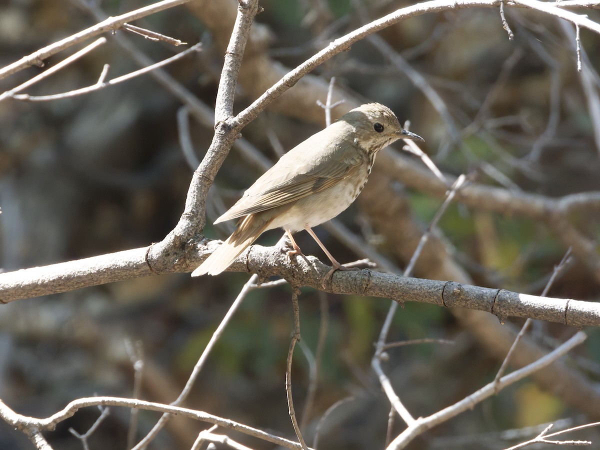 Hermit Thrush - Eric Sibbald