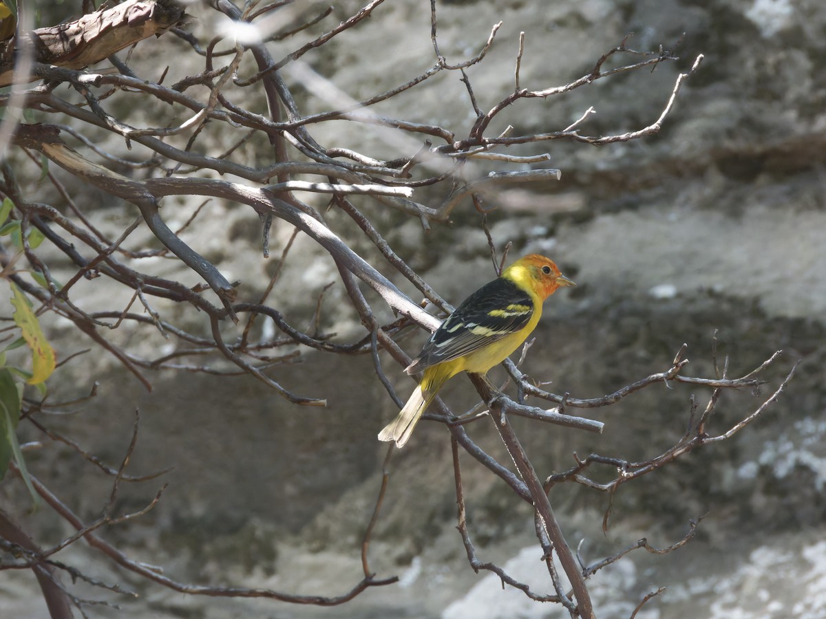 Western Tanager - Eric Sibbald