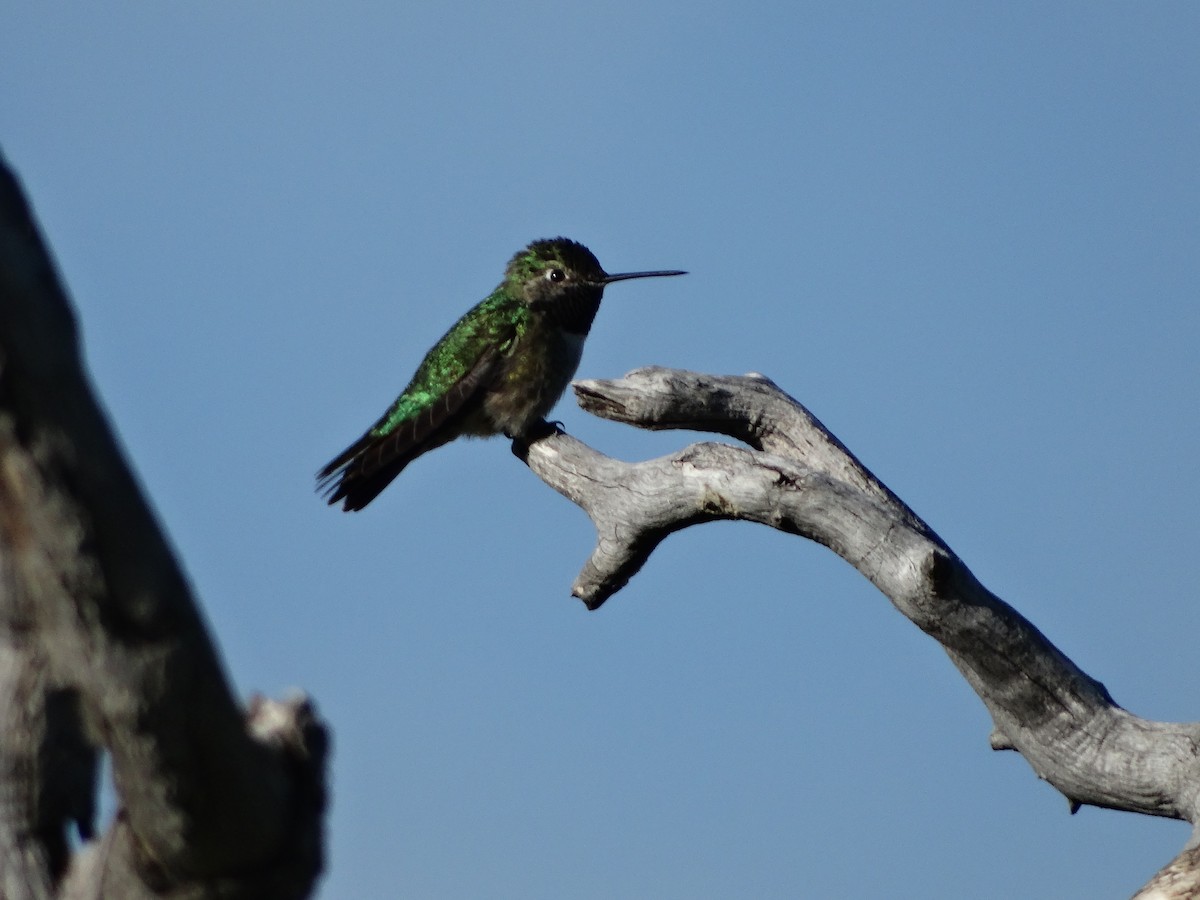 Broad-tailed Hummingbird - Andrew Raamot and Christy Rentmeester