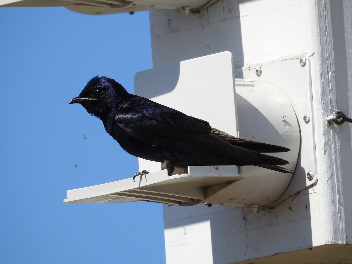 Purple Martin - Michael Weisensee