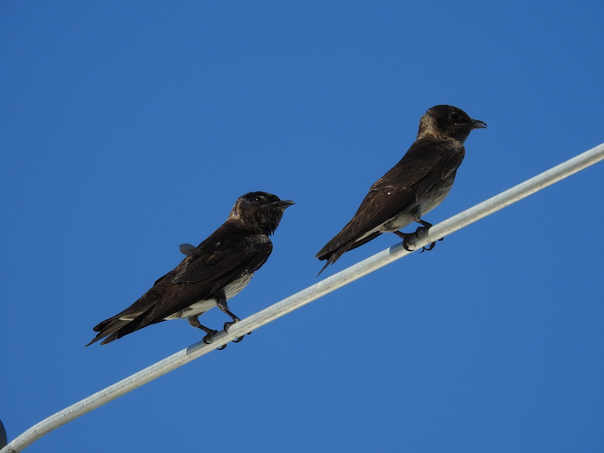 Purple Martin - Michael Weisensee