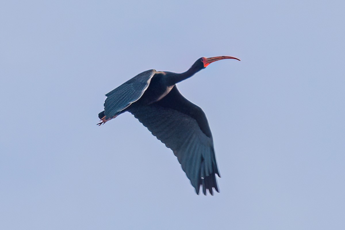 Bare-faced Ibis - Kurt Gaskill