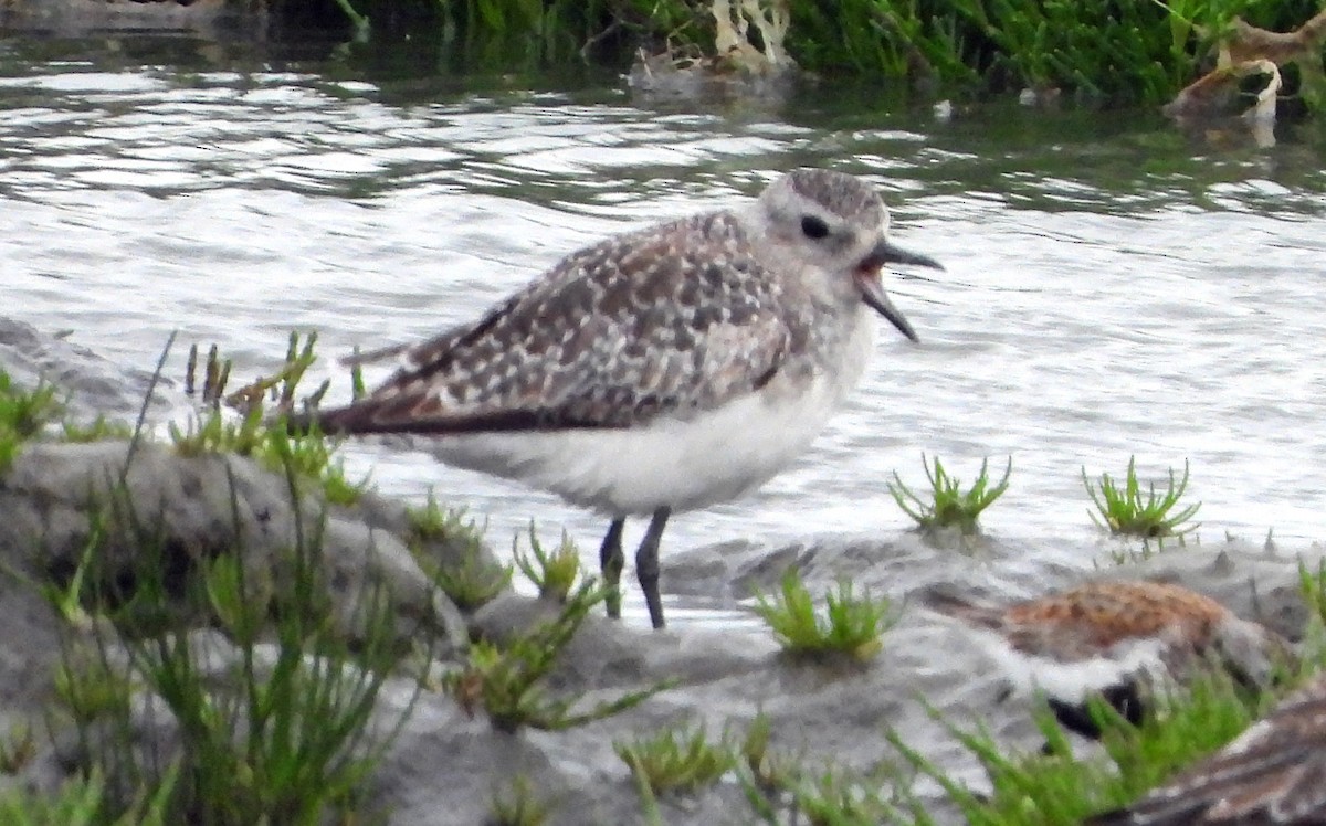 Black-bellied Plover - Jock McCracken