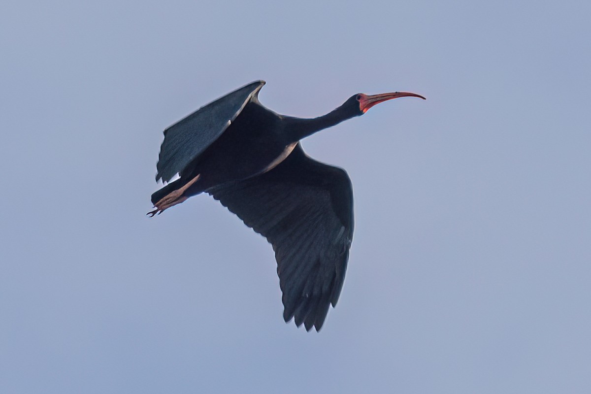 Ibis à face nue - ML619583364