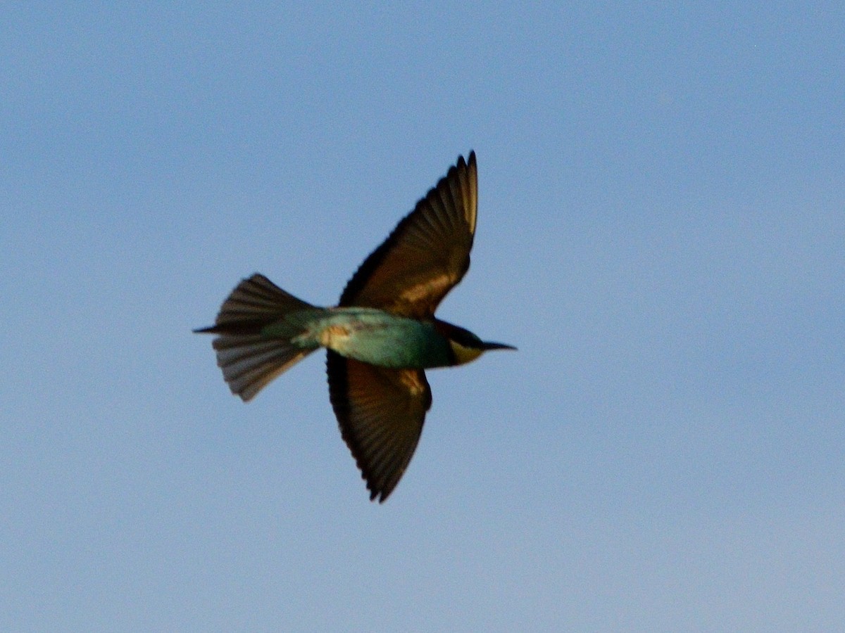 European Bee-eater - Andrés Turrado Ubón