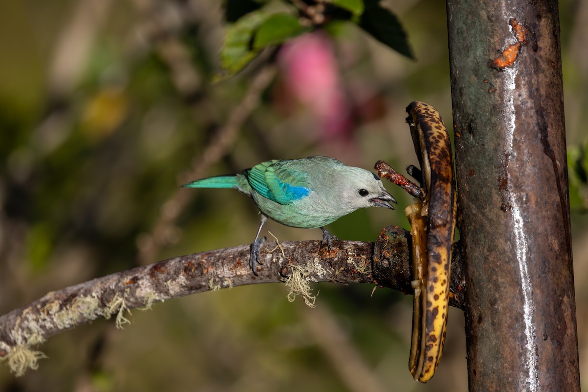 Blue-gray Tanager - Mason Flint