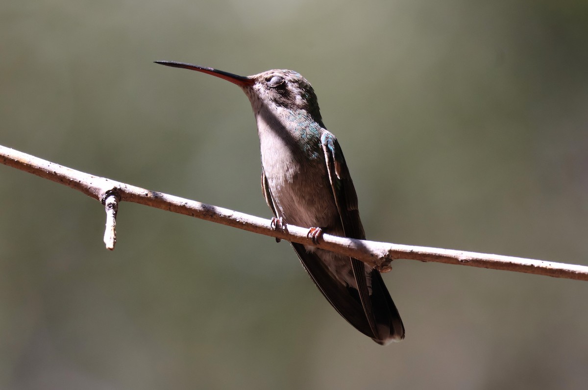 Broad-billed Hummingbird - Tricia Vesely