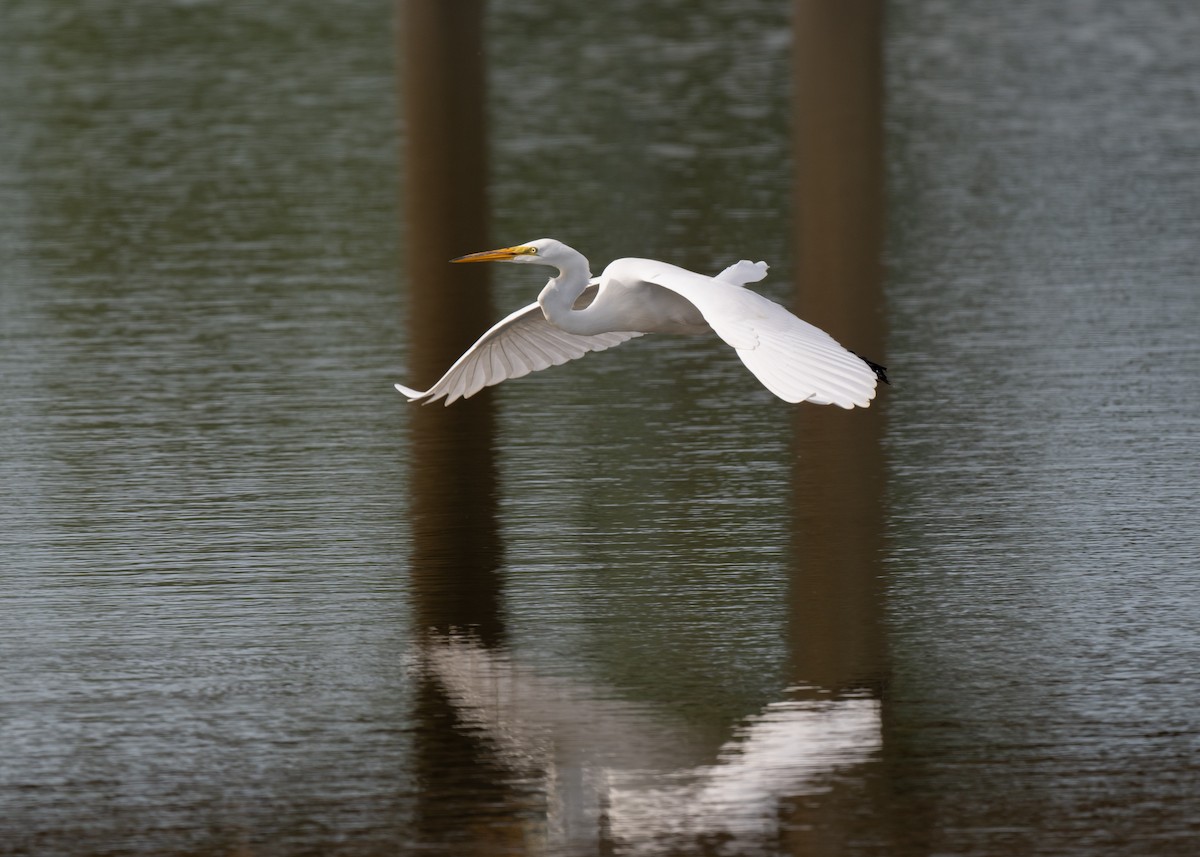 Great Egret - Sheila and Ed Bremer