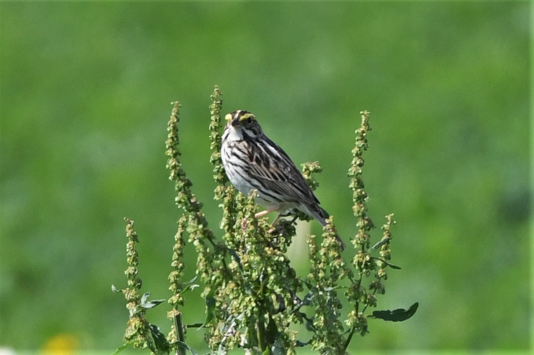 Savannah Sparrow - Mark Miller