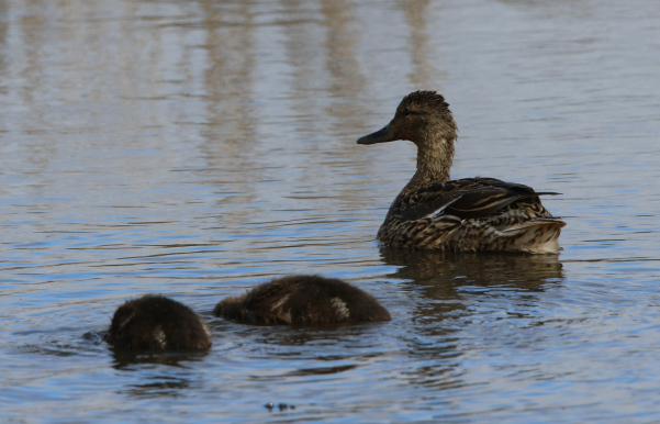 Mallard - Carlos  Gomez