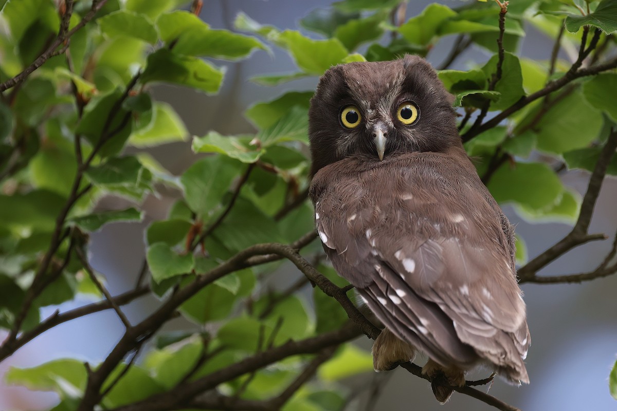 Boreal Owl - Radoslaw Gwozdz