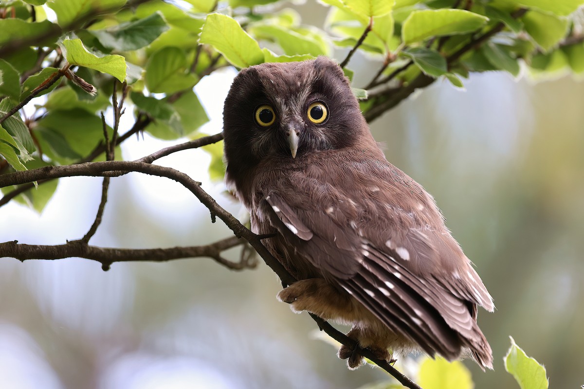 Boreal Owl - Radoslaw Gwozdz