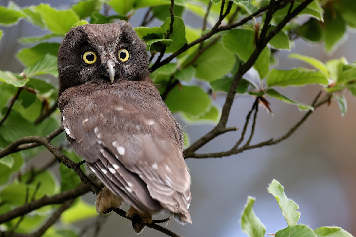 Boreal Owl - Radoslaw Gwozdz