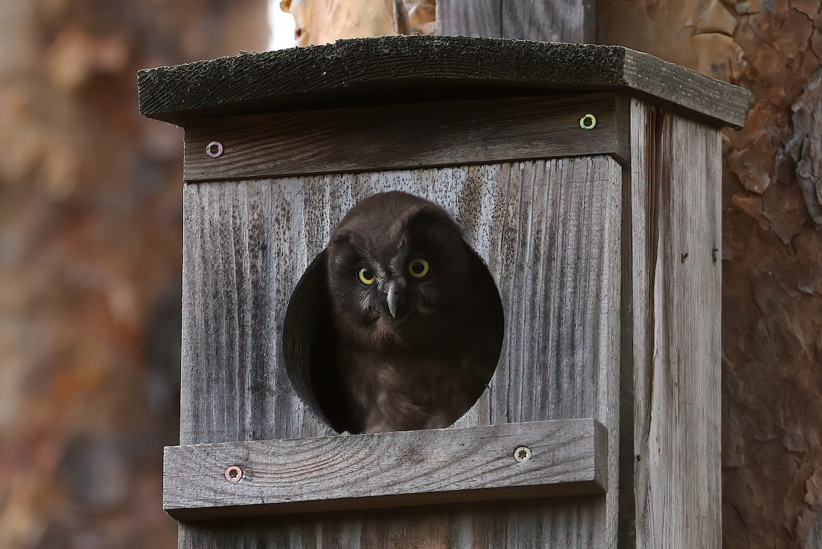 Boreal Owl - Radoslaw Gwozdz