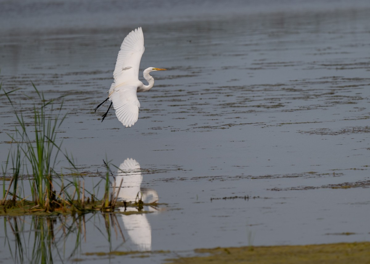 Great Egret - Sheila and Ed Bremer