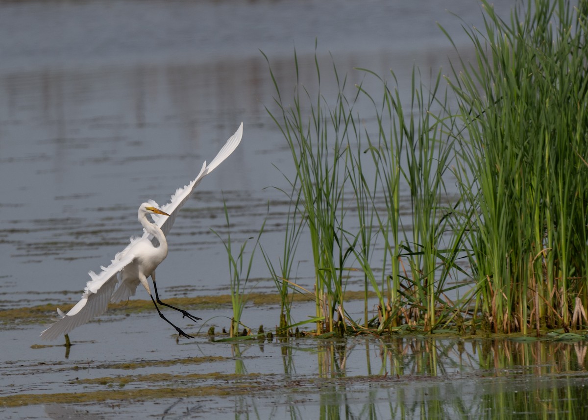 Great Egret - Sheila and Ed Bremer