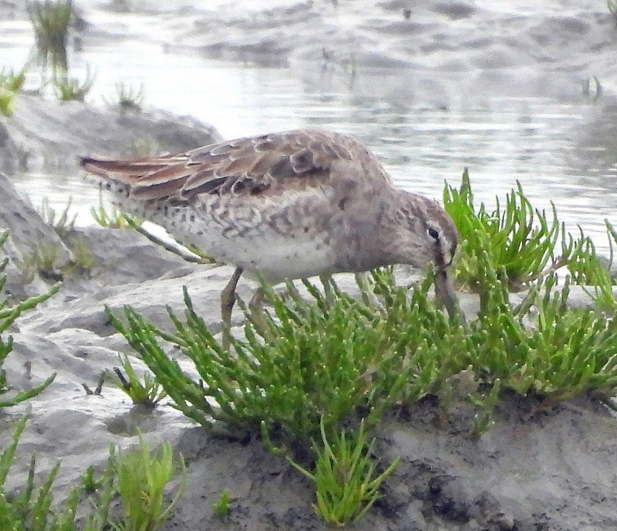 Short-billed Dowitcher - Jock McCracken