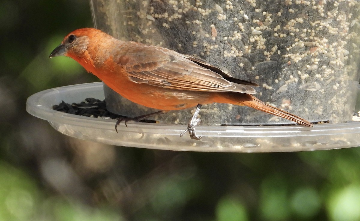 Hepatic Tanager - Roee Astor