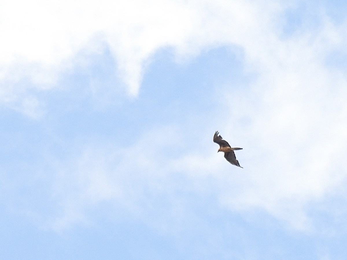 Bearded Vulture - ML619583397