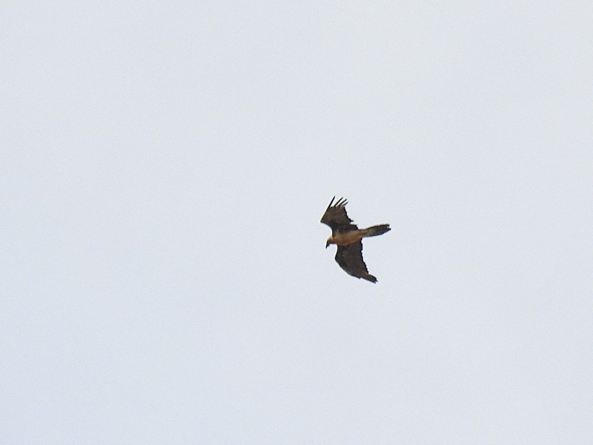 Bearded Vulture - ML619583398