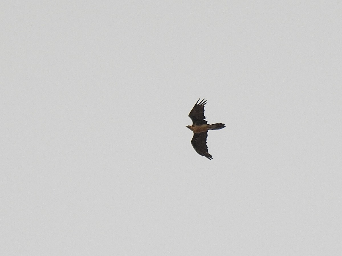 Bearded Vulture - pierre geoffray