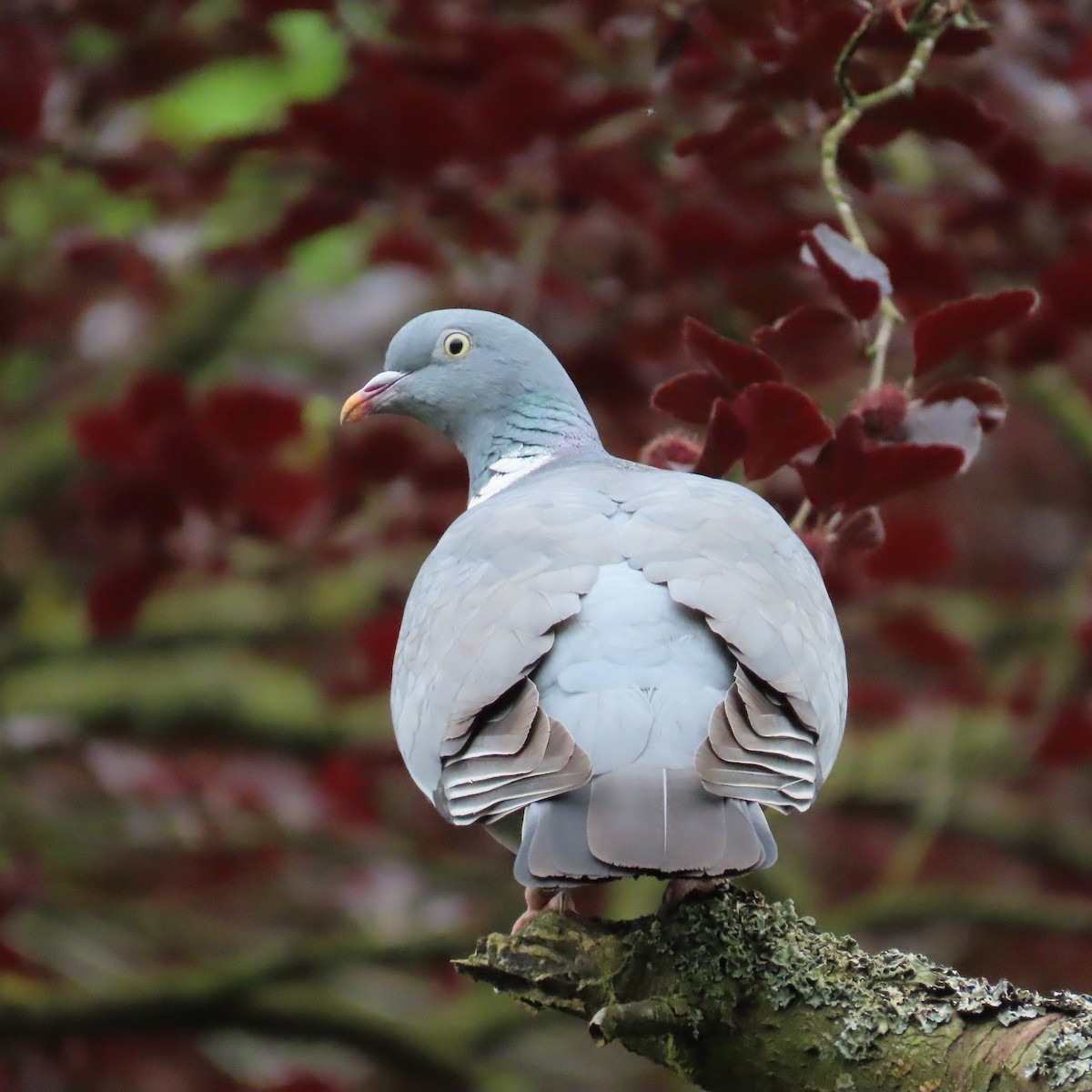 Common Wood-Pigeon - Robert Theriault