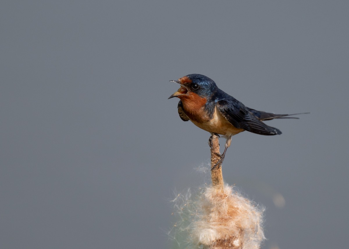 Barn Swallow - Sheila and Ed Bremer