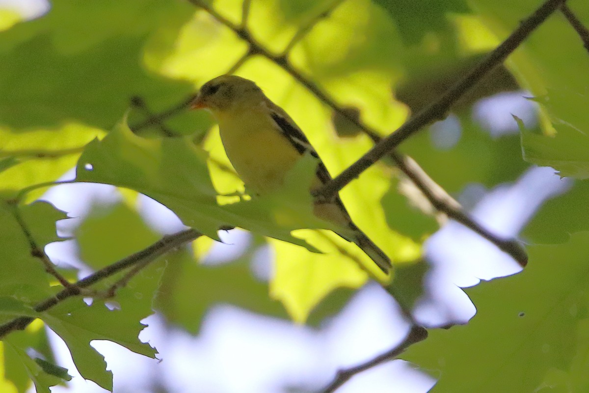 American Goldfinch - Doug Rett