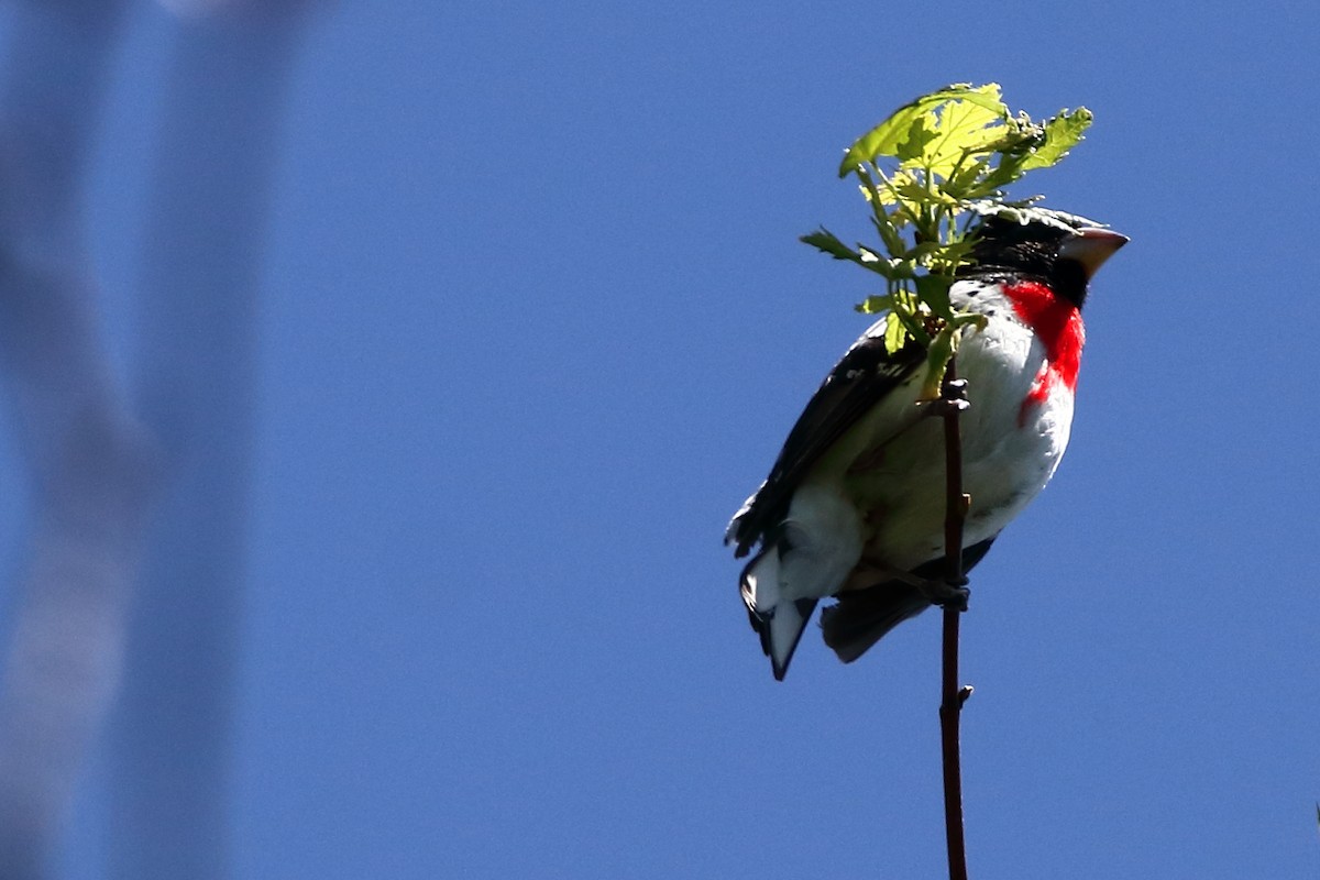 Rose-breasted Grosbeak - Doug Rett